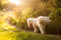 Hund macht Pipi am Gebüsch