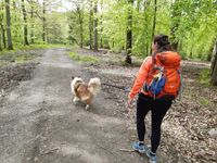 Hund, Eifel, Wandern