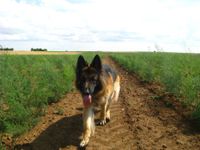 Wilson, Hund, Gassi im Feld